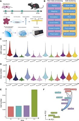 Transcriptomic Profile of the Mouse Postnatal Liver Development by Single-Nucleus RNA Sequencing